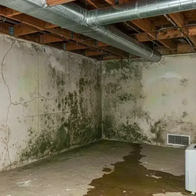 Professional Mold Removal in Black Jack, MO